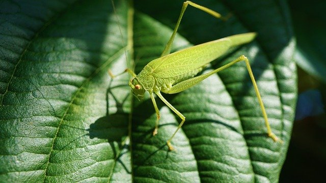 Insekten zum Essen