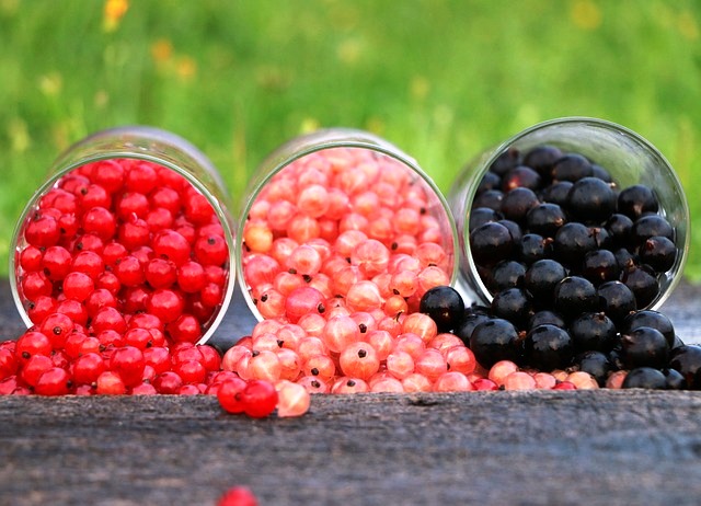 Wissenswertes über Beeren