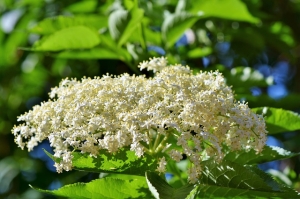 Holunderblüten