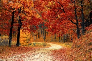 Der Goldene Herbst