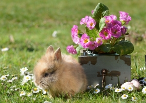 Osterhase und Osterlamm