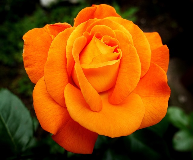 Rosen