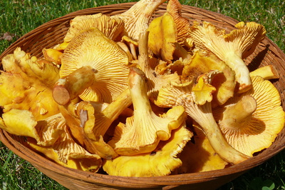 Rucola-Eierschwammerl-Salat