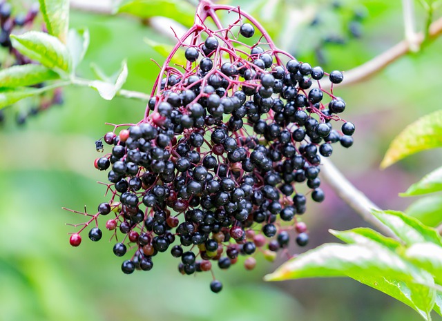 Holunderblüten, Holler und Holunder